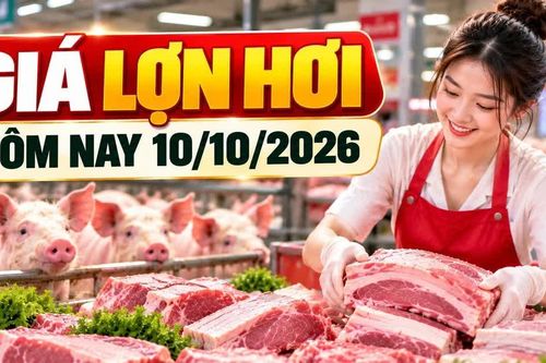 Giá lợn hơi hôm nay 10/10: Nhiều địa phương ở mức 53.000 - 54.000 đồng/kg