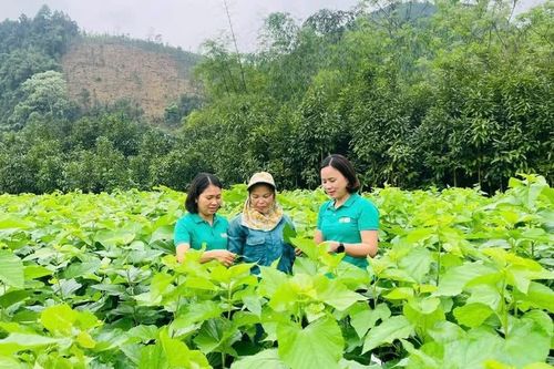 Chủ tịch UBND tỉnh Lào Cai sẽ đối thoại với nông dân trong quý IV/2026