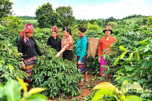 Phát triển cà phê theo hướng xanh, bền vững