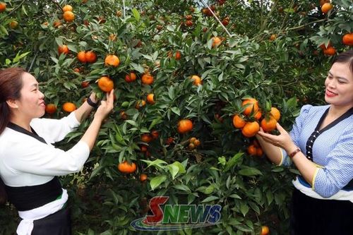 Lan tỏa mô hình dân vận khéo thúc đẩy phát triển kinh tế