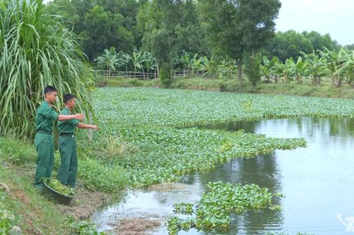 Chủ động tăng gia, cải thiện đời sống bộ đội