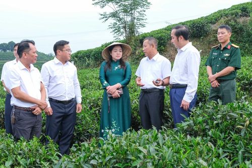 'Khe Cốc - Dư vị từ nguồn xanh' lan tỏa văn hóa trà