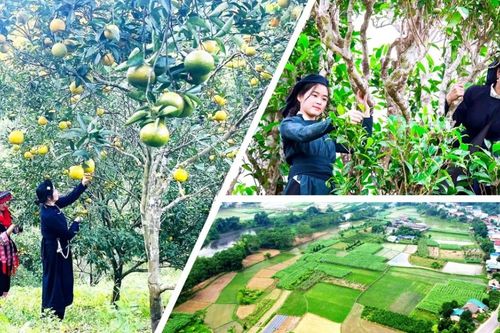 Dự án 3 mở rộng sinh kế, thúc đẩy sản xuất theo chuỗi giá trị ở Thái Nguyên