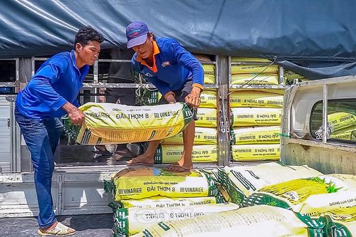 Phường An Xuyên hỗ trợ gần 9 tấn lúa giống, tiếp sức nông dân vụ đông xuân