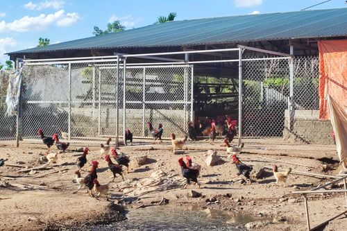 Phát huy lợi thế, tạo đà xây dựng nông thôn mới hiện đại