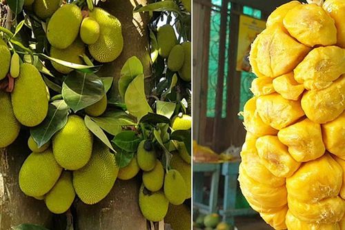Loại quả xưa trồng ven hàng rào, chín thơm nức cả vườn, nay lên tầm đặc sản được người thành phố săn tìm