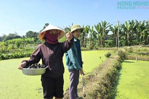 Thu nhập hàng trăm triệu đồng từ hiệu quả mô hình nuôi ốc của người đàn ông xứ Nghệ