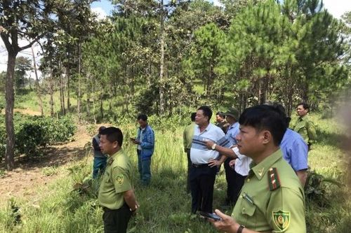 Yêu cầu xử lý nghiêm vụ khai thác rừng tự nhiên trái pháp luật tại Cam Ly - Đà Lạt