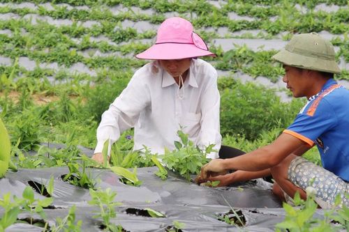 Từ cây thuốc đến sản phẩm: Làm sao nâng giá trị dược liệu Việt?