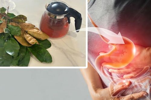 Cách dùng nước lá vú sữa giúp giảm trào ngược acid dạ dày