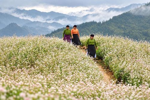 Lũng Cú thu hút du khách với những triền hoa tam giác mạch đang đua nở