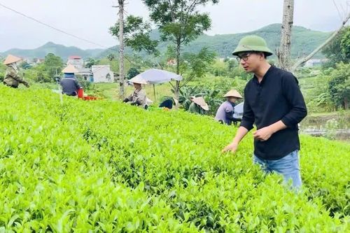 Lưu giữ ký ức cho tương lai qua những búp trà