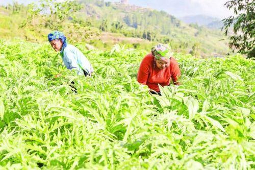 Nâng giá trị nông sản từ vùng nguyên liệu ở Lào Cai