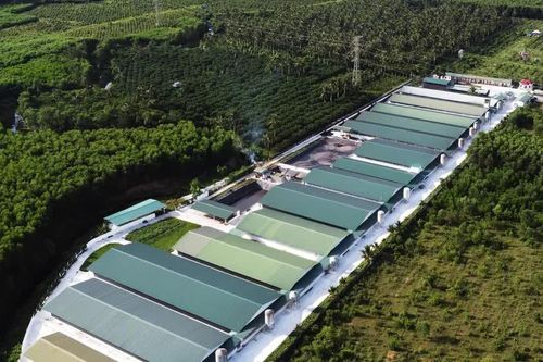 Gia Lai: Phát triển tổ hợp chăn nuôi công nghệ cao quy mô lớn