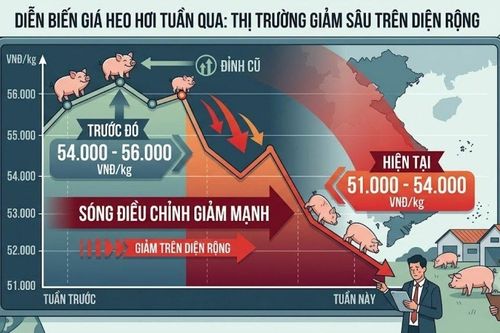Giá heo hơi hôm nay 11/10: Điều chỉnh giảm rất mạnh trên diện rộng, giảm xuống chỉ còn 51.000 - 54.000 đồng/kg