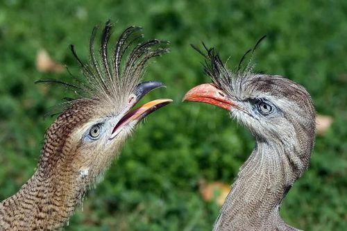Loài chim có tiếng kêu lớn ngang máy khoan bê tông