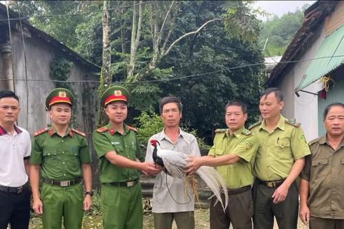 Đi làm rẫy phát hiện gà lôi trắng quý hiếm