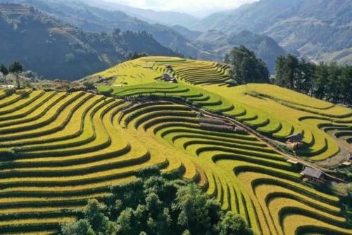 [Chùm ảnh] Mù Cang Chải rực rỡ sắc vàng mùa lúa chín