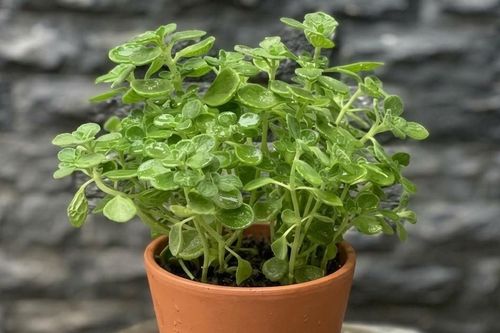 5 cây cảnh đuổi muỗi, côn trùng tự nhiên và ý nghĩa phong thủy