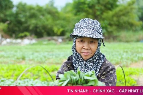 Sau mưa, thủ phủ cây rau giống rộn ràng vào vụ mới