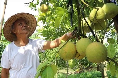 Nâng chất lượng thương hiệu OCOP bưởi đào Lập Lễ