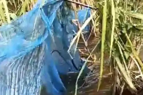 Giăng lưới đánh cá, người dân nhìn thấy cảnh tượng nổi da gà