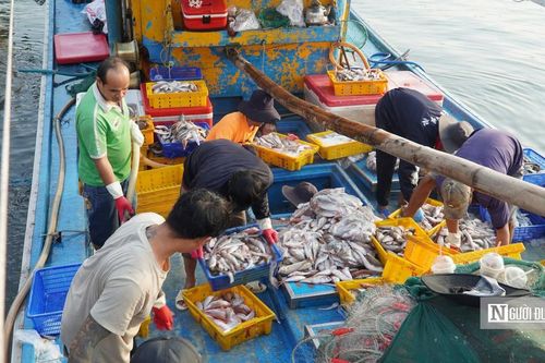 Truy xuất nguồn gốc thuỷ sản trên tàu cá, Lâm Đồng còn khoảng trống cần lấp đầy