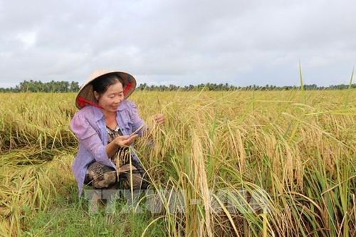 Nâng giá trị lúa gạo từ vùng nguyên liệu đến thị trường