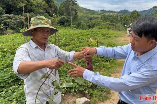 Quảng Ngãi: Liên kết sản xuất, thúc đẩy phát triển vùng nguyên liệu