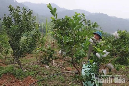 Phát triển kinh tế gia đình từ trồng cây mắc-ca