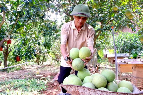 Bưởi ngọt Bắc Ninh rộng đường xuất khẩu