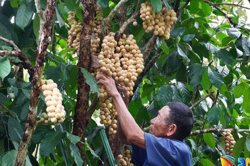 Nông dân xứ Tiên phấn khởi được mùa lòn bon