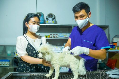 Không chủ quan với bệnh dại từ chó, mèo