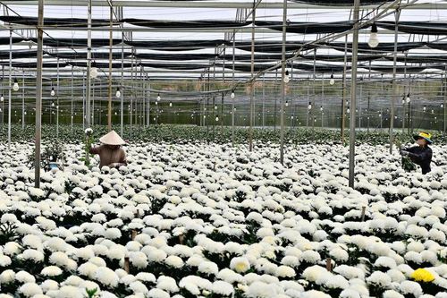 Sức hút từ hoa…