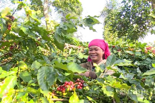 Xúc tiến thương mại, đưa cà phê Khe Sanh vươn xa