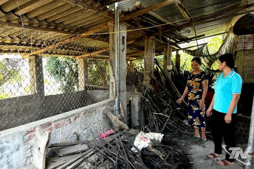 Chuyển đổi chăn nuôi trong khu dân cư: Có lộ trình để người dân thích ứng