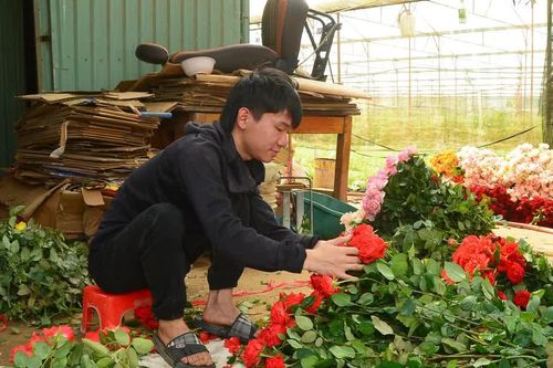 Gìn giữ sắc hoa Đà Lạt