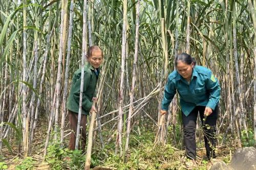 Phục Hòa tập trung nguồn lực xây dựng nông thôn mới
