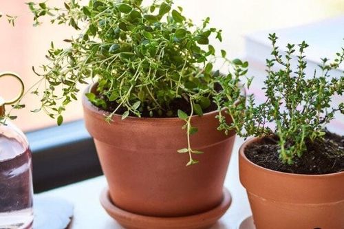 Loại lá '3 trong 1' giá 2 triệu đồng/kg, càng trồng càng thơm, hoa nở đẹp mắt, cho thu hái quanh năm