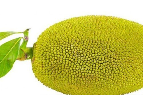 Món xưa chỉ dành cho 'nhà nghèo' nay thành đặc sản giá 50.000 đ/kg, làm nhiều món ăn ngon, tốt cho sức khỏe