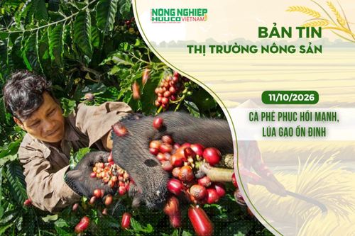 Thị trường nông sản 11/10/2026: Cà phê phục hồi mạnh, lúa gạo ổn định