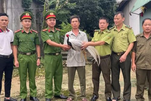 Phát hiện gà lôi trắng quý hiếm khi đi làm rẫy