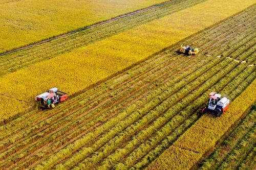 Sản xuất nông nghiệp vào cuộc đua nước rút cuối năm