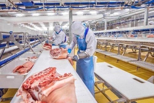 Giá heo hơi hôm nay 12/10: Biến động nhẹ tại miền Bắc và miền Trung - Tây Nguyên, vùng giá dao động từ 51.000 - 54.000 đồng/kg