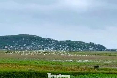 Cò trắng kéo về từng đàn trên cánh đồng Nghệ An