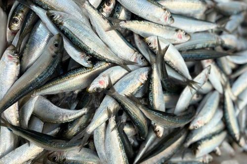 Loại cá giàu omega-3 như cá hồi, giá chỉ vài chục nghìn đồng/kg