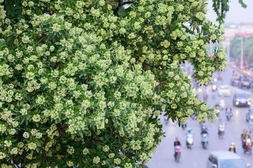 Mỗi tuyến phố Hà Nội sẽ có loài cây chủ đạo