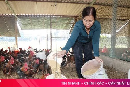 'Thủ phủ' chăn nuôi gà Hà Tĩnh vào vụ sản xuất cuối năm