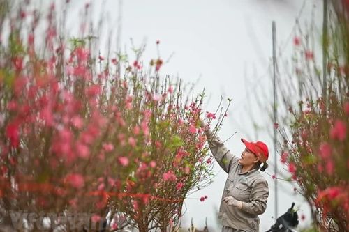 Bộ Nội vụ hướng dẫn doanh nghiệp 3 phương án nghỉ Tết Âm lịch năm 2027