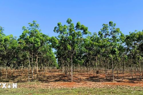 Gia Lai tìm hướng chuyển đổi cho hàng nghìn ha cao su kém phát triển